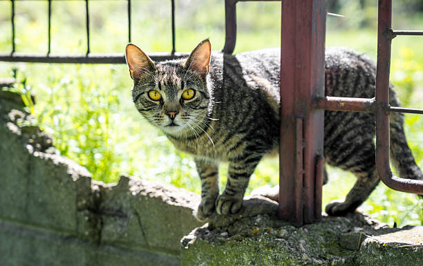 istock Cat standing on wall by metal fence 2211797462