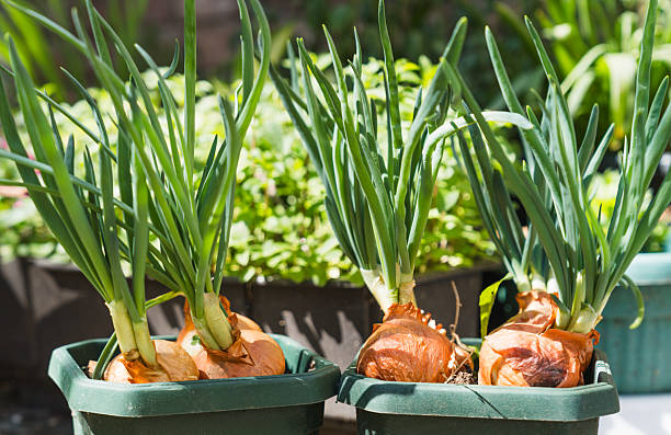 Close-up of onion bulbs with green sprouts growing in pots, suggesting a homegrown vegetable garden on a balcony