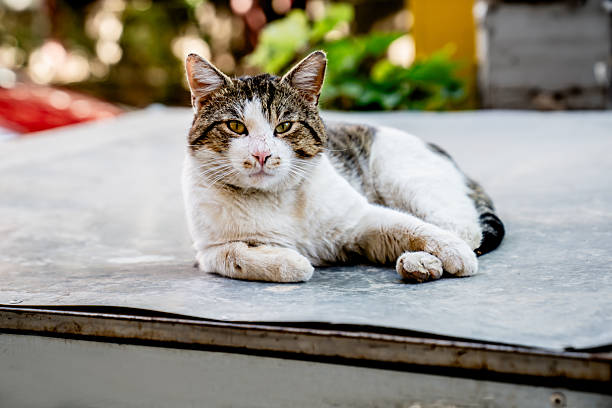 Calm street cat lounging on a warm sidewalk, basking in the sunlight and enjoying the tranquility of a sunny day outdoors