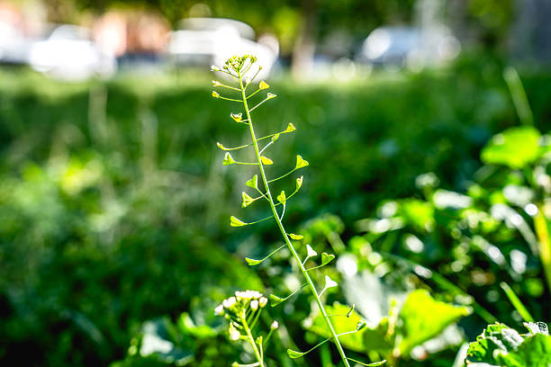 Close-up view of shepherd's purse plant thriving in a lush green field, soaking up warm sunlight on a bright day in nature