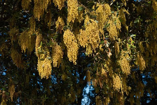 Vibrant clusters of small yellow flowers dangle from a tree branch, illuminated by sunlight in a lush garden. The warm colors suggest a cheerful spring atmosphere.