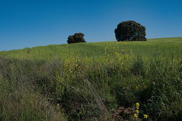 Bright green fields stretch across the landscape under a vibrant blue sky. Wildflowers bloom, and a few trees stand tall amidst the greenery as spring unfolds its charm.