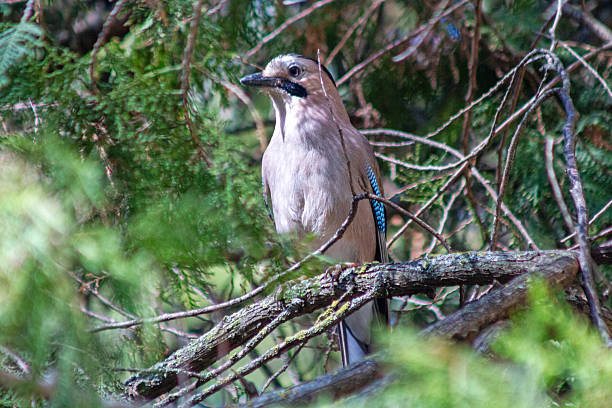 istock A Eurasian Jay (Garrulus glandarius) perches on a tree branch in a lush green forest. 2211797865
