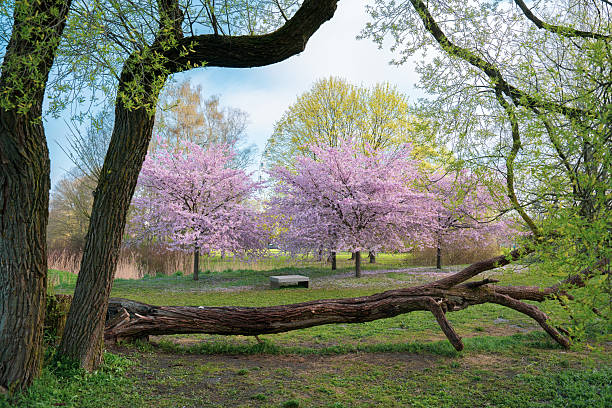 Gravestones in an urban cemetery in the early spring season surrounded by lovely spring colours and blooming fruit trees.