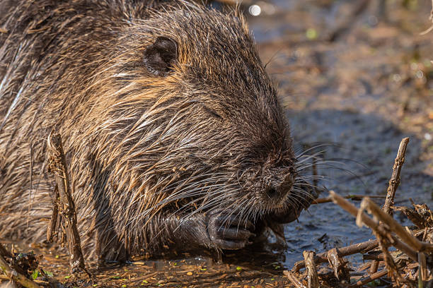 Nutria, Coypu (Myocastor coypus) is eating reeds in a pond. Bas Rhin, Alsace, France, Europe.