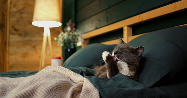 istock Grey and white fluffy cat meticulously washes its face and paws while comfortably resting on a green bed with pillows, in a cozy bedroom with a wooden headboard and a warm lamp 2211799725