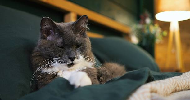istock Domestic cat meticulously grooming white paws while lying on soft green blanket, demonstrating feline hygiene and relaxation in comfortable home setting. Cozy place to relax, pets concept 2211799894