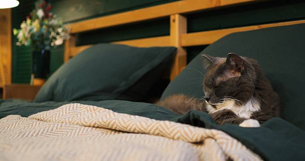 istock Soft grey cat napping peacefully on bed with green sheets, nestled under beige blanket in warm, serene wooden bedroom with gentle floor lamp creating cozy atmosphere. Cozy place to relax, pets concept 2211799919