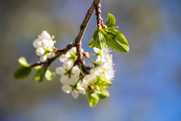 The image shows a tree branch with white flowers and green leaves. In the background, a blurry blue sky creates a beautiful contrast with the flowers and leaves.