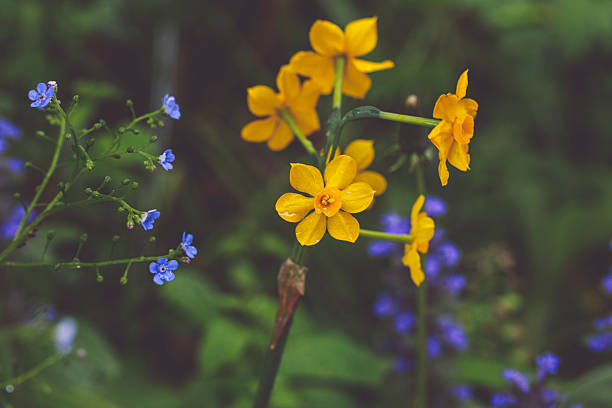 Flowers in the garden