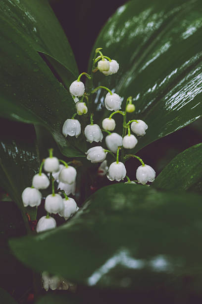 Flowers in the garden