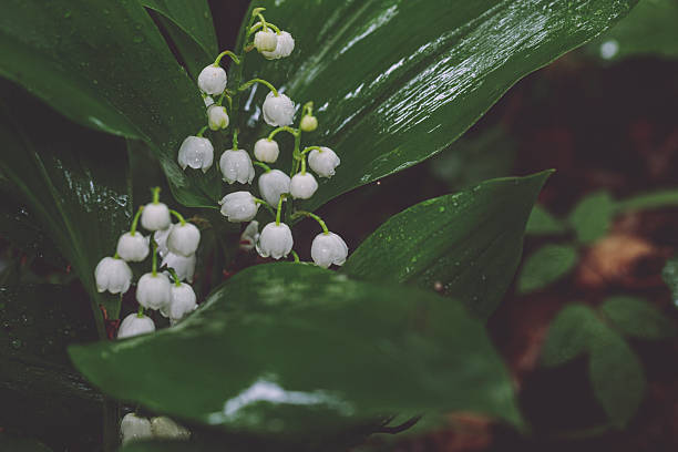 Flowers in the garden