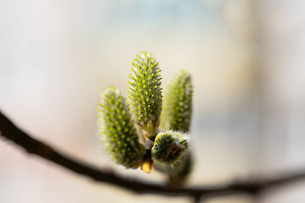 Willow branch with catkins near the river in sunny weather, willow - Easter symbol. Spring background
