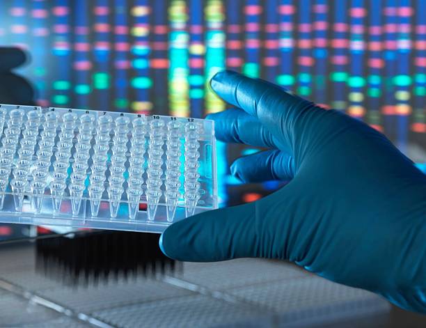 istock A scientist's gloved hand presenting a multi-well plate in front of genetic data for analysis. 2211803769