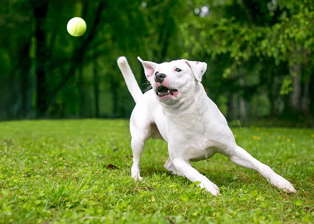 A playful Retriever x Terrier mixed breed dog playing outdoors with a ball
