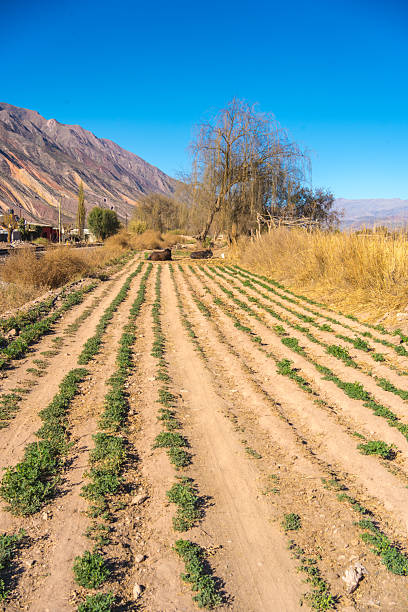 istock RURAL FARM FIELD WITH MOUNTAIN BACKDROP IN TILCARA, ARGENTINA 2211804584