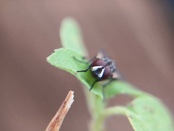istock Close up of housefly 2211807155