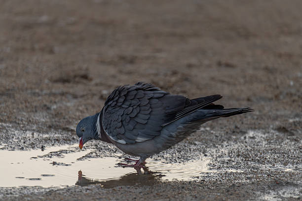istock Young pigeon on sand ground in spring morning in spa town 2211807856