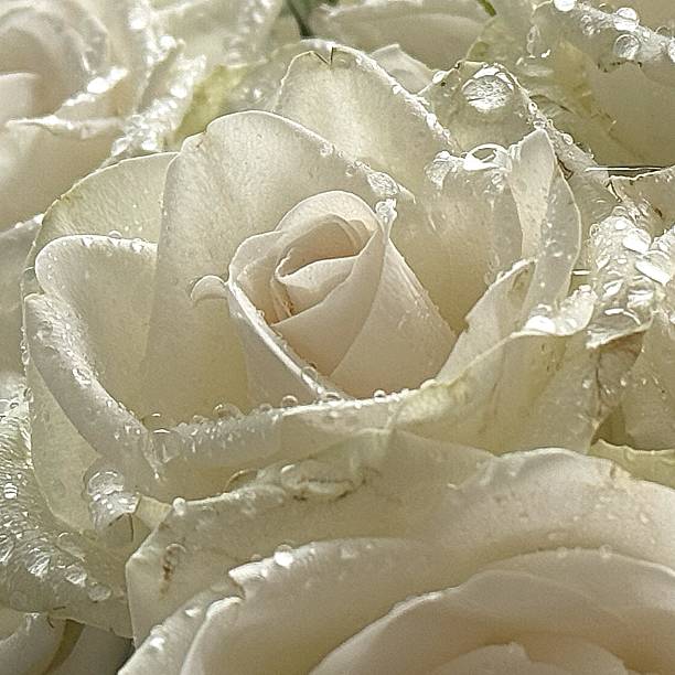 istock Delicate White Roses with Raindrops – Nature’s Pure Elegance After Rain 2211807914