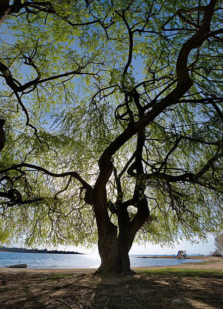 Kyrgyzstan. The contrasting morning sun over the shore of Lake Issyk-Kul through the green crowns of willows.