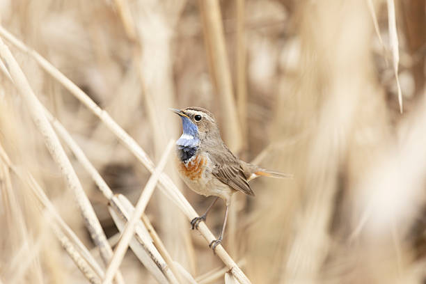 istock Bluethroat, luscinia svecica. The bird is singing close up 2211808409