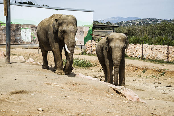 istock two elephants in a greek zoo 2211810196