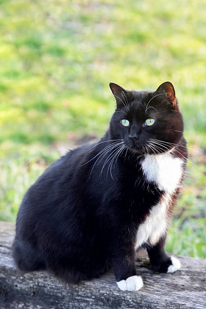 istock A black cat is sitting on a log 2211810251