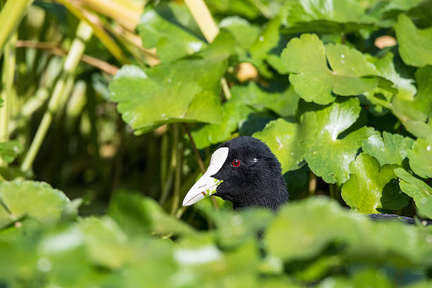 A Coot pokes it's head up from a patch of floating pennywort—an invasive aquatic plant spreading across UK waterways.