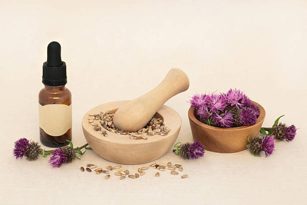 Milk Thistle Natural Herbal Medicine for Alternative Healing stock photo