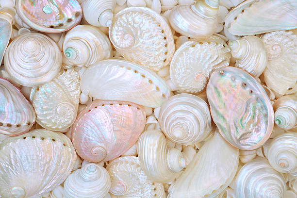An iridescent shimmer of blue on a Margaritifera mother-of-pearl shell. Clams of freshwater pearl mussels. Beautiful refraction of light. Illusion. Decay of light into a spectrum.