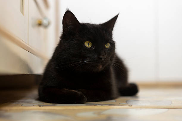 istock black cat lying on the floor in the room 2211812125