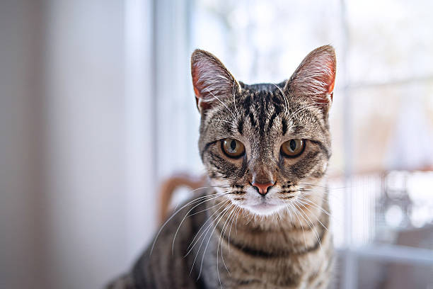 istock Whiskers forward. Striped pet stares intently by window. 2211813676