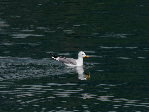 istock a cute seagull resting on the sea 2211813830