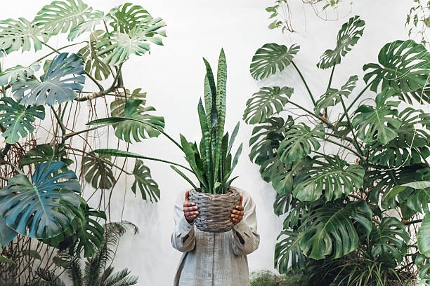 istock A person is holding a plant while standing against a background filled with greenery 2211815575