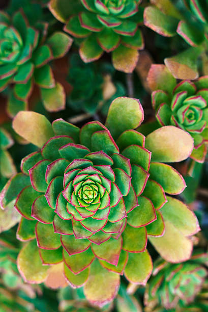 Succulent plant, Full frame, Close up