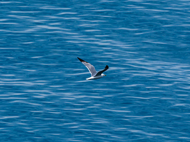 istock seagull flying over the sea 2211818698