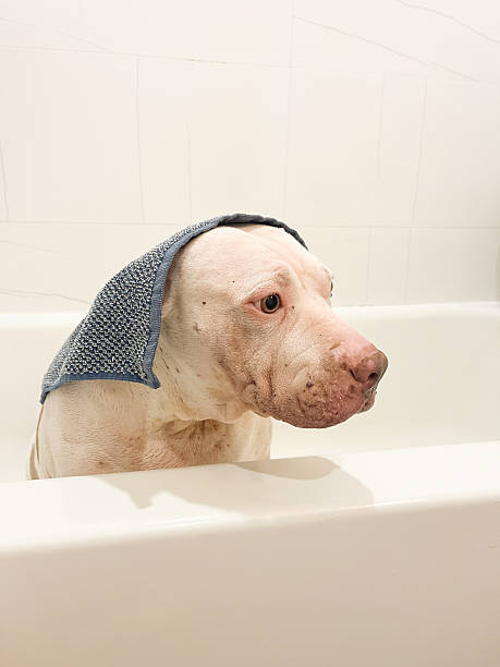 istock Cute white pit bull with wash cloth on her head 2211818793