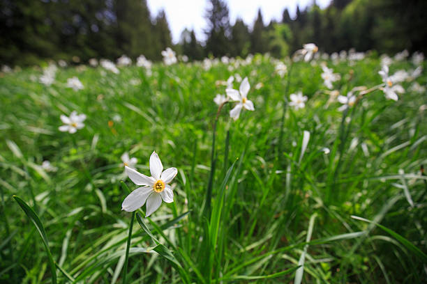 A scenic view of wild white daffodils blooming in a lush green mountain meadow. Captured with a shallow depth of field, the focus rests on a single flower in the foreground while the soft, blurred background reveals a sea of blossoms and a forest edge. The image embodies the freshness of spring and the peacefulness of untouched nature, ideal for themes related to seasons, flora, hiking, botany, and outdoor beauty. Jelovica, Slovenia, Europe.