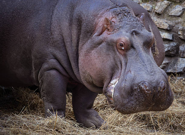 istock Hippopotamus eat stras in zoo 2211821786