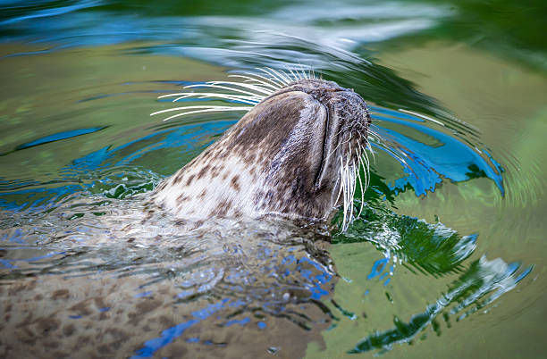 A seal near the shoreline, its sleek, wet fur glistening in the light.