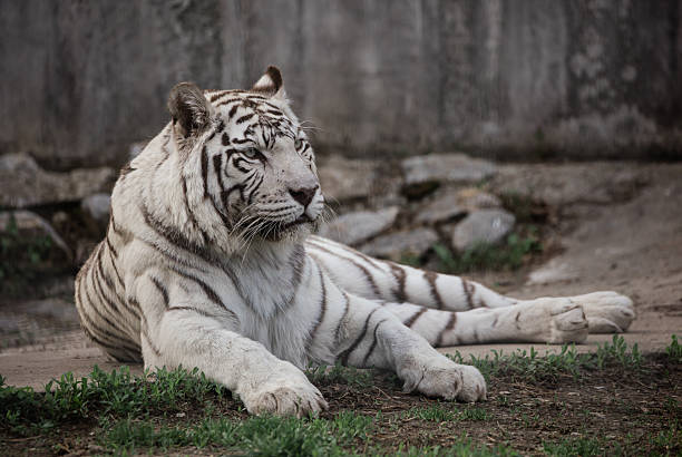istock Rare white tiger in zoo 2211822168