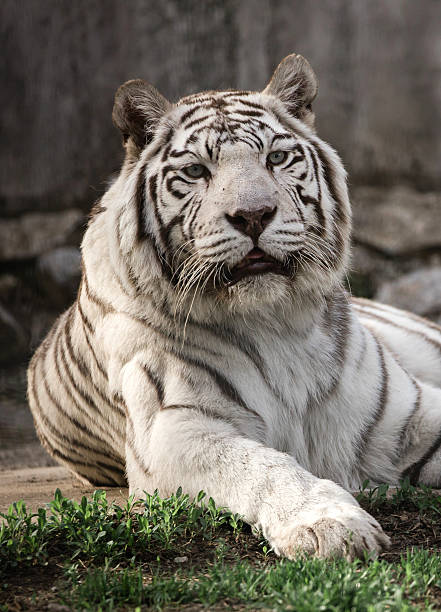 istock Rare white tiger in zoo 2211822172