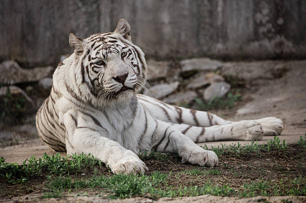 istock Rare white tiger in zoo 2211822177