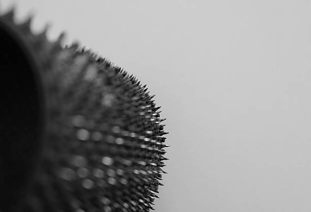 istock A rolled up rubber sheet with sharp little spikes on white background copy space image 2211823342