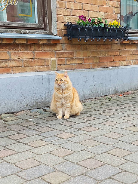 istock Grumpy ginger cat contemplating life on a cobblestone street 2211824942