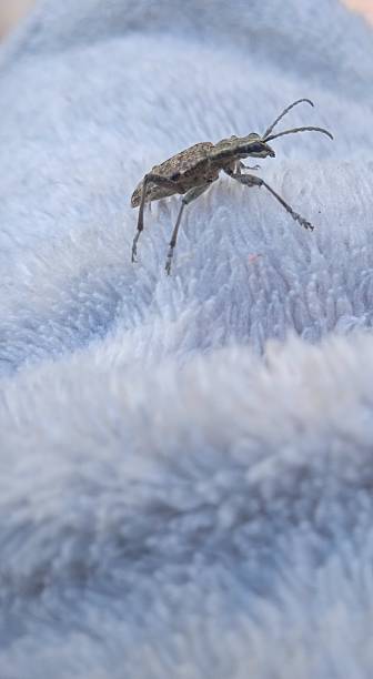 istock Rhagium inquisitor,Ribbed pine borer 2211824981