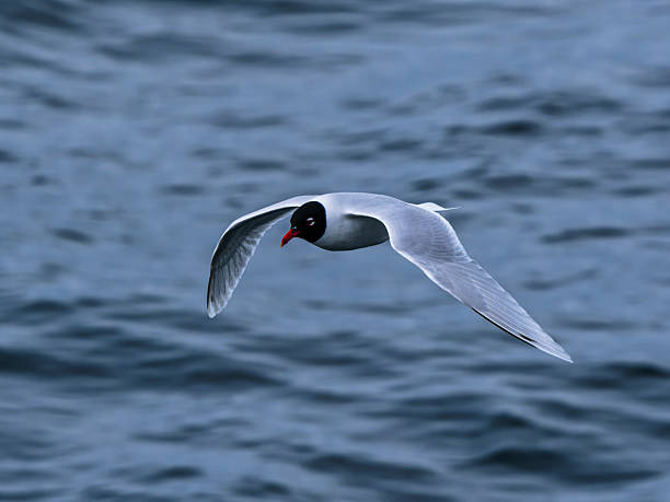 istock seagull flying over the sea 2211826131