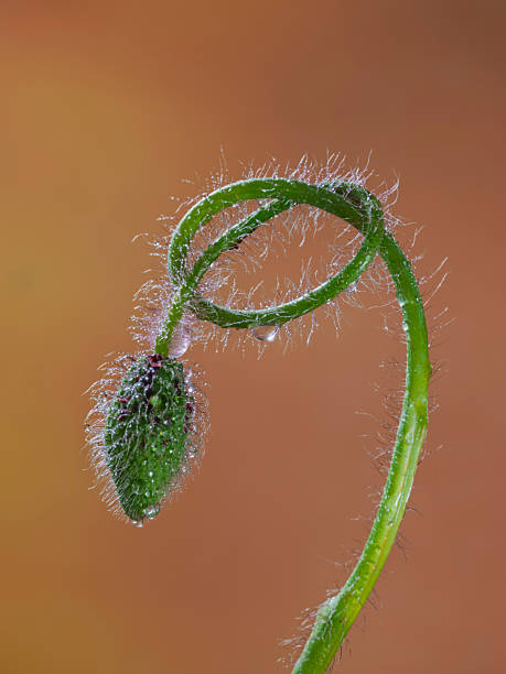 Poppy flower head bud