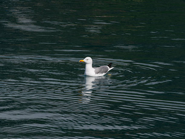 istock a cute seagull resting on the sea 2211826340