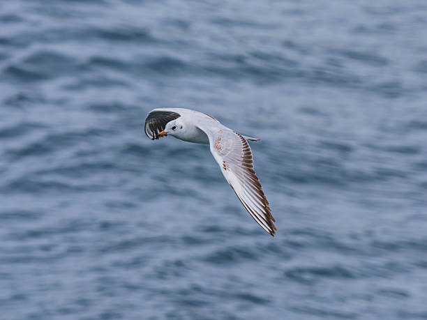 istock seagull flying over the sea 2211826345